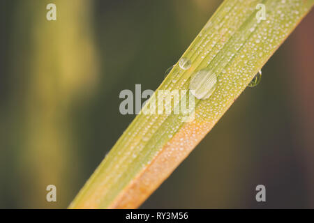 Tropfen Tau auf Reis Blätter in Reisfeldern und Morgensonne. Konzept der Regenzeit und der Landwirtschaft. Stockfoto