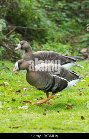 Größere, Europäischen oder Russischen, white-fronted goose (Anser Albifrons). Paar. Sexuell Monomorph. Geschlechter sehen gleich aus. Gander und Gans Gefieder ​Look ähnlich. Stockfoto