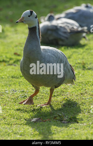 Bar - vorangegangen Gänse (Anser indicus). Nach Gefieder. Sexuell Monomorph. Gans - stepping​. Wandern. Nähert. Stockfoto