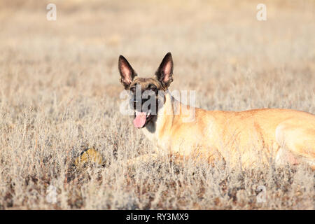 Hund mit einem Ball der Rasse Belgischer Schäferhund Malinois im Gras, Feder Stockfoto