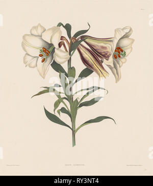 Eine Auswahl von Hexandrian Pflanzen, der natürlichen Ordnung der Amaryllidae und Liliacae: Japanische Lily, 1831-1832. Robert Havell (British, 1769-1832). Aquatinta und Ätzen Stockfoto