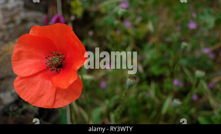 Off-zentrierte einzelne Mohnblüte auch bekannt als Papaver rhoeas, Ansicht von oben gegen verwackelte Gras Bett im Garten oder eine Wiese Stockfoto
