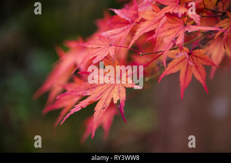 Herbst Farben Stockfoto