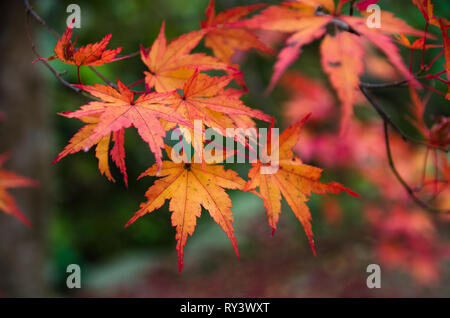 Herbst Farben Stockfoto