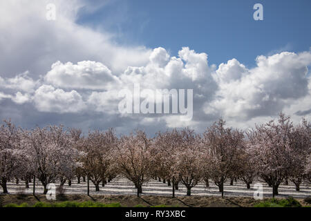 Mandelbäume unter einem sonnigen Himmel mit Wolken in Kalifornien Stockfoto