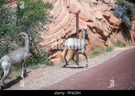 Desert Bighorn Schaf Widder überfahrt-Straße im Zion National Park, USA. Stockfoto