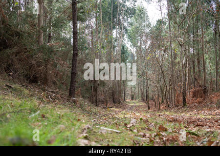 Low Angle View einer Herbst Wald mit Bäumen und einem Pfad. Natur Hintergrund Stockfoto