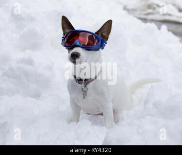 Kleine meist weißen Jack Russell Terrier Dog Sitting im Schnee beim Tragen blau Skibrille an einem kalten Wintertag Stockfoto