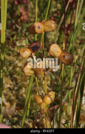 Fruchtkörper Pod Gras (Scheuchzeria palustris) in einem kleinen Moor in der Nähe von Klein Berssen, Deutschland Stockfoto