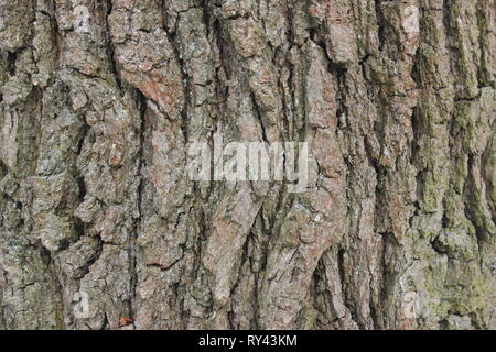 Baum Rinde von traubeneichenholz Eiche. Detaillierte Struktur als natürlichen Hintergrund. Stockfoto