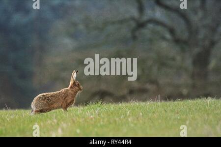 Feldhase (Lepus europaeus) Stockfoto