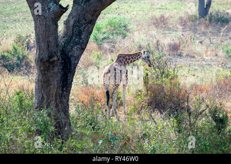 Rothschild Giraffe (Giraffe camelopardus Victoriae) Fütterung auf Akazie Blätter in Murchison Falls National Park, Northern Uganda, Ostafrika Stockfoto