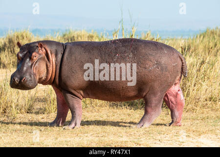 Einsame Flusspferd (Hippopotamus amphibius) in der Nähe der Viktoria Nil im Murchison Falls National Park, Northern Uganda, Ostafrika Stockfoto