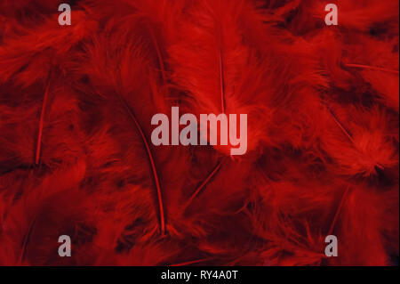Elegante feminine Hintergrund leidenschaftlich. rote Federn Hintergrund. Stockfoto