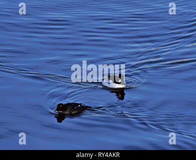 Schellente Bucephala clangula männlichen und weiblichen Schwimmen in der Moldau in Prag Stockfoto