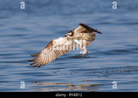 Western Fischadler (Pandion haliaetus) Fang von Fischen aus dem See mit seinen Krallen Stockfoto