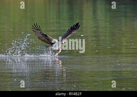 Western Fischadler (Pandion haliaetus) Fang von Fischen aus dem See mit seinen Krallen (Folge 1 von 3) Stockfoto