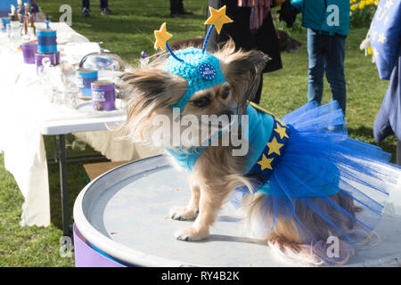 London, Großbritannien. 10 Mär, 2019. "Brexit ist ein Hunde Dinner' Demonstration an der Victoria Tower Gardens, London. - Gutschrift Bruce Tanner Stockfoto