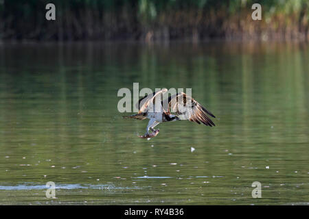 Western Fischadler (Pandion haliaetus) Fang von Fischen aus dem See mit seinen Krallen (Folge 2 von 3) Stockfoto