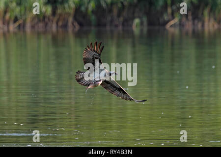 Western Fischadler (Pandion haliaetus) Fang von Fischen aus dem See mit seinen Krallen (Folge 3 von 3) Stockfoto