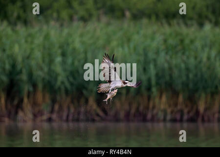 Beringt Western Fischadler (Pandion haliaetus) im Flug mit fangfrischen Fisch aus dem See in seinen Krallen Stockfoto