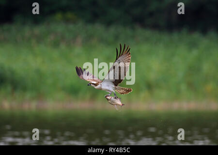 Beringt Western Fischadler (Pandion haliaetus) im Flug mit fangfrischen Fisch aus dem See in seinen Krallen Stockfoto