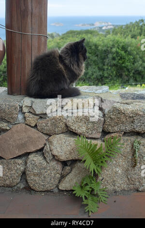 Dunkle braune Katze sitzt auf Steinmauer mit Meerblick über die Macchia in Sardinien, Italien. Stockfoto