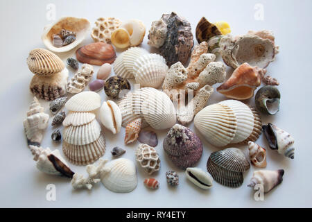 Sammlung von verschiedenen Muscheln und Korallen hand auf thailändischen Küste abgeholt auf weißem Hintergrund Stockfoto