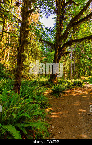 Wald von Sommer Bäume in Moss über Farne abgedeckt Stockfoto