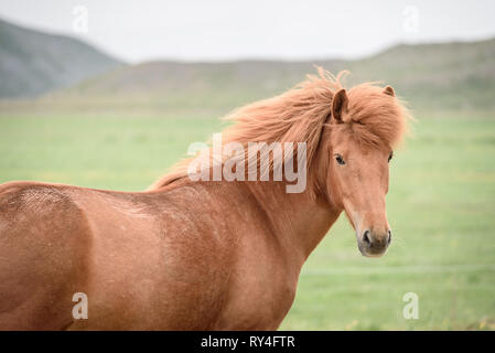 Chestnut Pferd mit schönen Frisur. Weide in Island Stockfoto