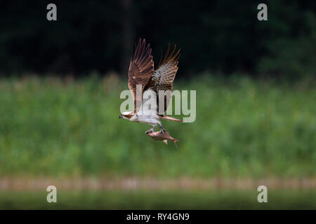 Beringt Western Fischadler (Pandion haliaetus) im Flug mit fangfrischen Fisch aus dem See in seinen Krallen Stockfoto