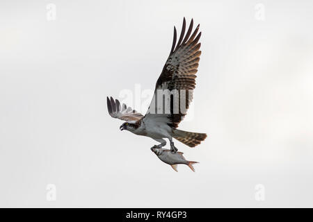 Beringt Western Fischadler (Pandion haliaetus) Aufruf im Flug mit gefangenen Fisch in seinen Krallen gegen den weißen Hintergrund Stockfoto