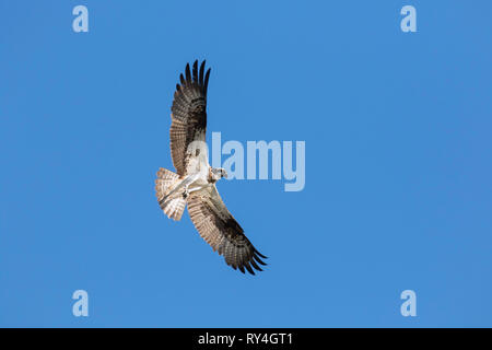 Western Fischadler (Pandion haliaetus) im Flug schwebt gegen den blauen Himmel Stockfoto