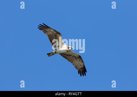 Gebänderte Western Fischadler (Pandion haliaetus) im Flug soaring gegen den blauen Himmel Stockfoto