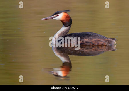 Haubentaucher (Podiceps cristatus), Seitenansicht eines Erwachsenen schwimmen im Wasser Stockfoto