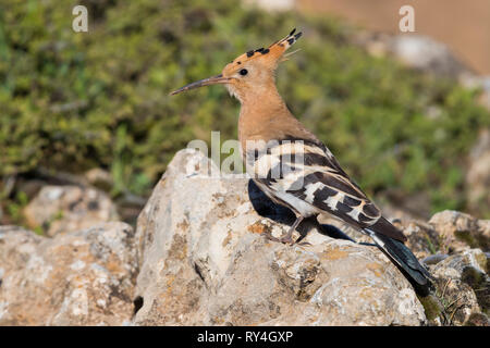 Eurasischen Wiedehopf (Upupa epops), steht auf einem Felsen Stockfoto