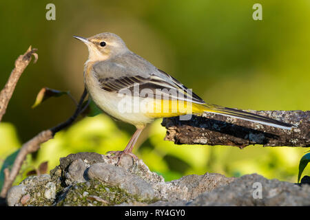 Schafstelze (Motacilla cinerea), Seitenansicht eines Erwachsenen im Winter Gefieder steht auf einem Felsen Stockfoto