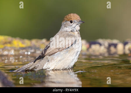 Eurasischen Mönchsgrasmücke (Sylvia atricapilla), erwachsene Frau, die in einem Teich Stockfoto