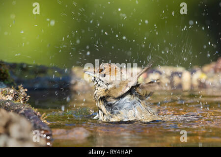 Eurasischen Mönchsgrasmücke (Sylvia atricapilla), erwachsene Frau in der Badewanne Stockfoto