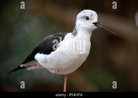 Stelze vogel Nahaufnahme Stockfoto