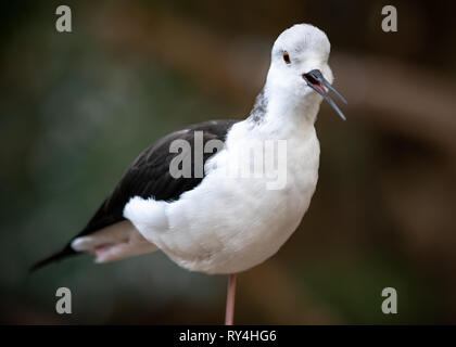Stelze vogel Nahaufnahme Stockfoto