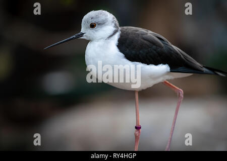 Stelze vogel Nahaufnahme Stockfoto