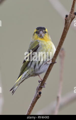 Erwachsene männliche Siskin Stockfoto