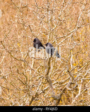 Dohle Dohle Corvus monedula Nester in einem Baum im Winter Stockfoto