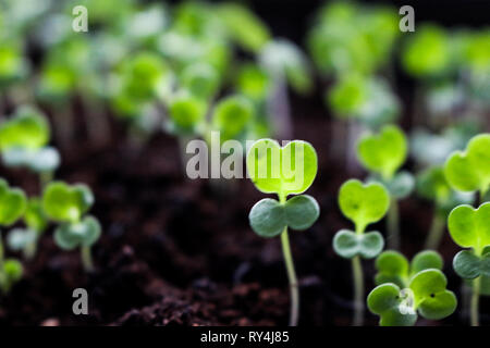 Microgreens wachsende urbane Landwirtschaft Rack organischen keimen Fächer Stockfoto