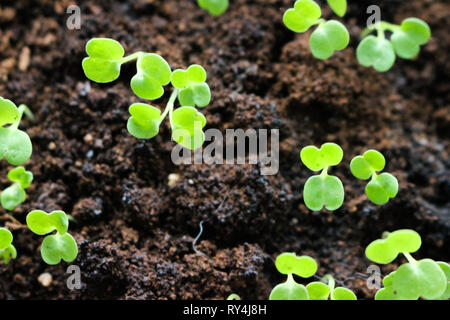 Microgreens wachsende urbane Landwirtschaft Rack organischen keimen Fächer Stockfoto