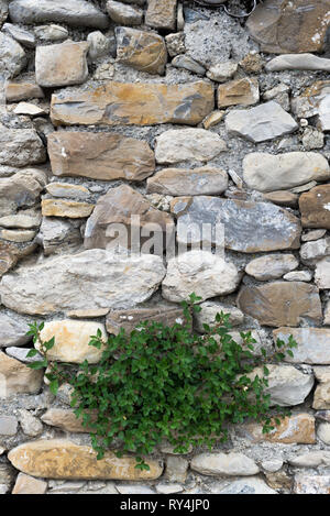 Bestimmte Ansicht einer Anlage im alten Steinmauer geboren, in der Ortschaft Borgo Cervo in Ligurien Italien. Als eine kraftvolle Hintergrund der Natur nützlich Stockfoto