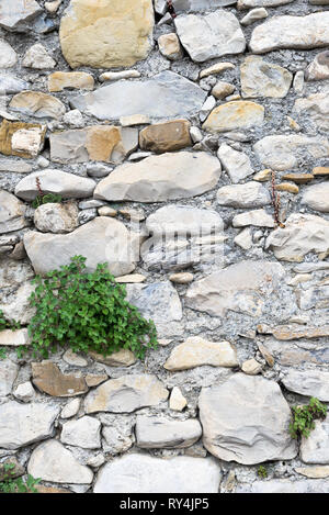 Bestimmte Ansicht einer Anlage im alten Steinmauer geboren, in der Ortschaft Borgo Cervo in Ligurien Italien. Als eine kraftvolle Hintergrund der Natur nützlich Stockfoto