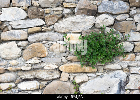 Bestimmte Ansicht einer Anlage im alten Steinmauer geboren, in der Ortschaft Borgo Cervo in Ligurien Italien. Als eine kraftvolle Hintergrund der Natur nützlich Stockfoto