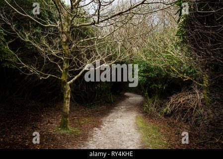 Baum mit Pfad in den Wald verschwinden Stockfoto